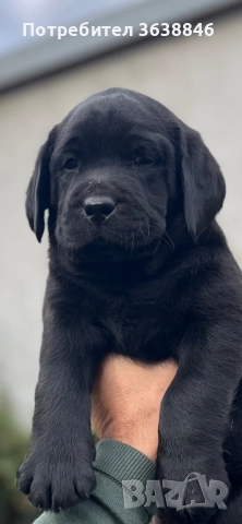 Лабрадор ретривър