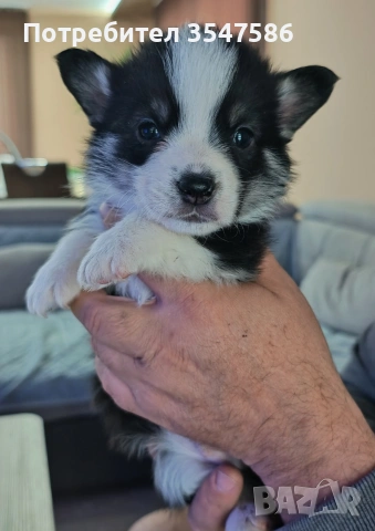 Трицветни кученца Уелско корги пембрук – приемат се резервации, снимка 14 - Други - 53220591