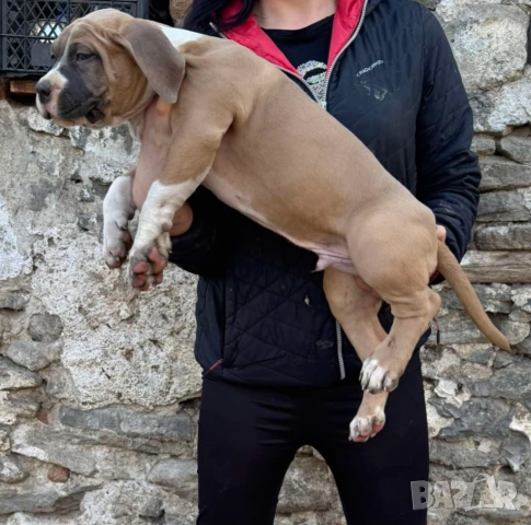 Американско були хл American bully XL, снимка 14 - Други - 51978331