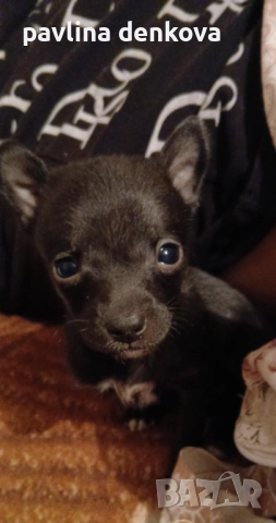 Чихопинчер който търси своя нов дом.., снимка 5 - Пинчер - 52857443