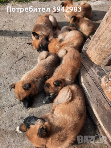 Белгийска овчарка Малиноа , снимка 7 - Белгийска овчарка - 52797025