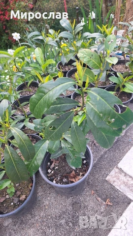 Продавам декоративен храст Лавровишна , снимка 5 - Градински цветя и растения - 54239490