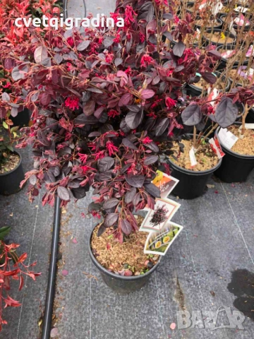 Loropetalum stam 120 см (Лоропеталум), снимка 3 - Градински цветя и растения - 54108451