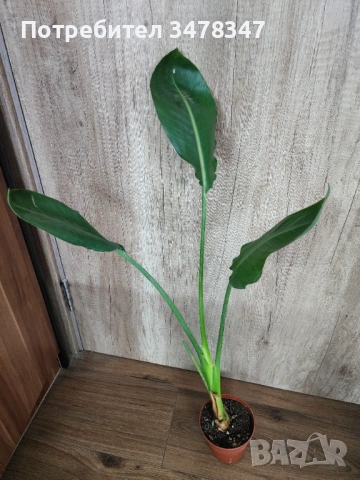 Стрелиция Reginae