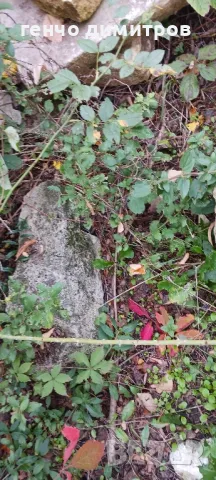 дялани камъни и стъпала, снимка 6 - Строителни материали - 47468663