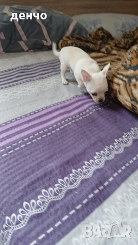 продавам чихопинчер, снимка 2 - Чихуахуа - 53105323