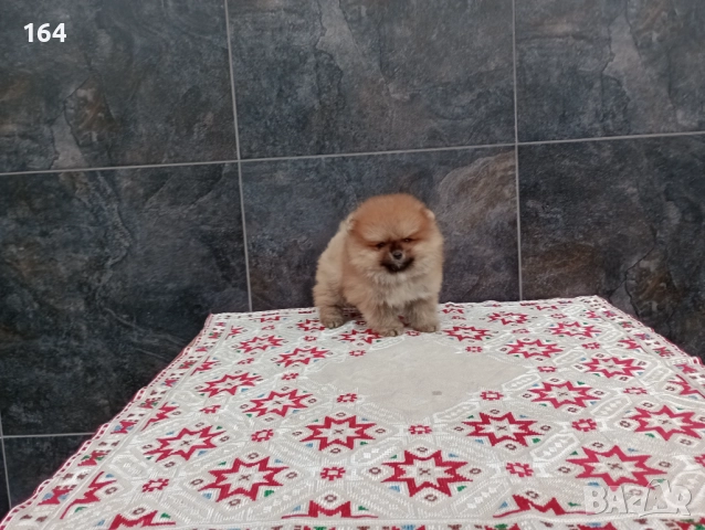 Померан. Реални снимки!, снимка 2 - Померан - 52670254