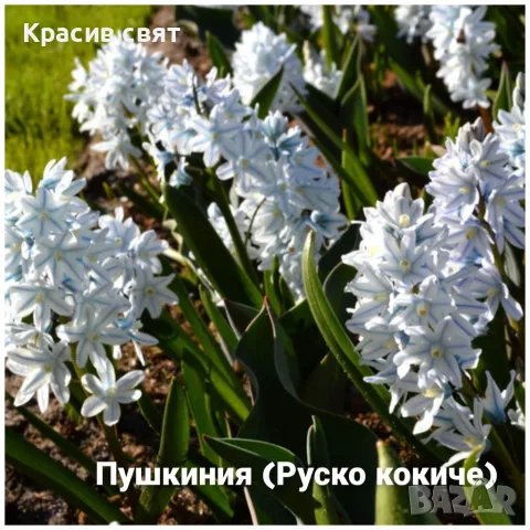 Кокичета за есенно засаждане