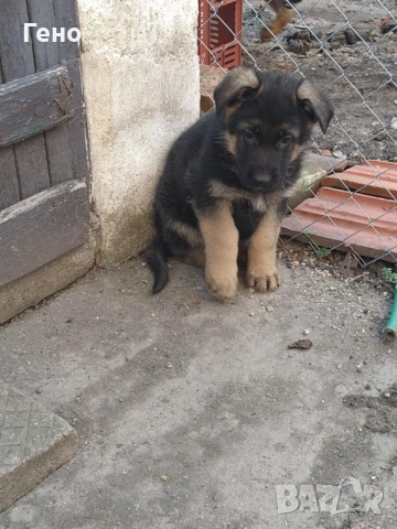 Продавам НОК, снимка 6 - Немска овчарка - 53309940