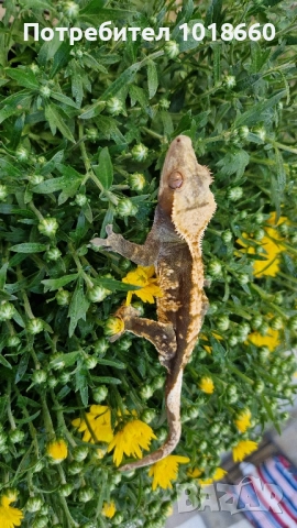 Ресничести гекони / crested gecko / correlophus ciliatus