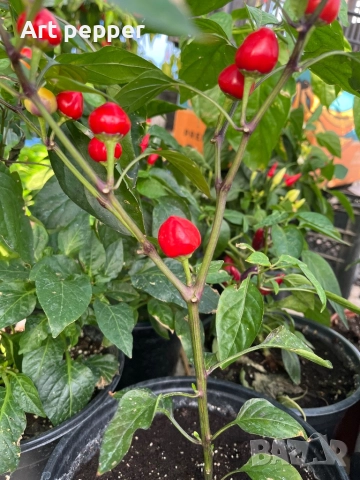 Екзотични люти чушки в саксия, снимка 2 - Градински цветя и растения - 51202444