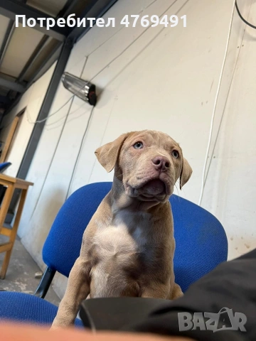XL American bully's с родословие и сертификати , снимка 16 - Американски стафордширски териер - 53882558