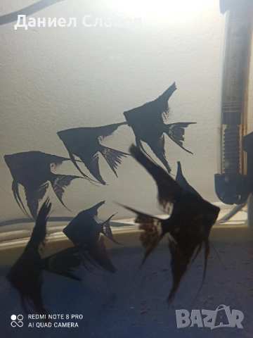 Черни воални скаларии 