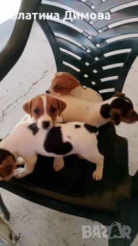 Продавам Джак ръсел териер, снимка 1