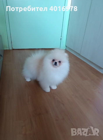 Померани Момчета с Родословие 