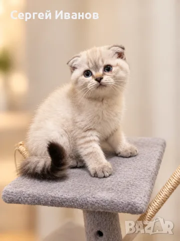 Красиво шотландско клепоухо котенце Blue Lynx Point