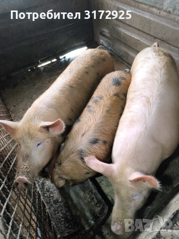 Продавам прасета 