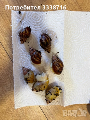 Африкански охлюви 