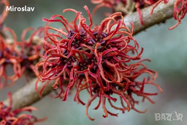 Вещерско дърво-(Магически лешник ), снимка 2 - Градински цветя и растения - 54305629