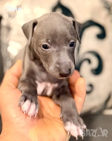 Малки италиански хрътки, снимка 2 - Хрътка - 52676953