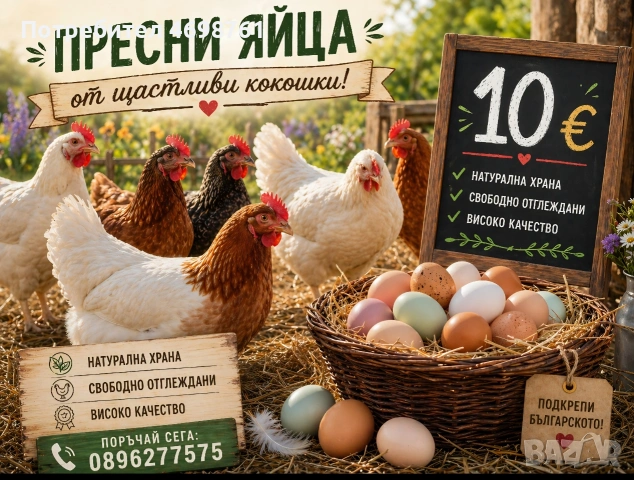 продавам петли и кокошки, снимка 12 - Кокошки и пуйки - 52968488
