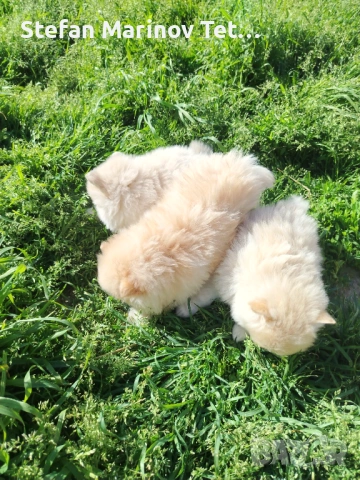 Померани малки кучета, снимка 7 - Померан - 54328337