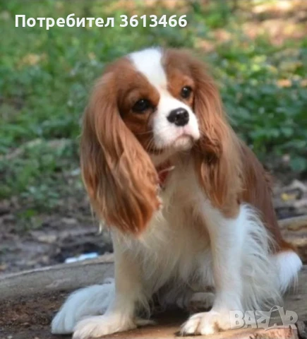 Кавалер кинг чарлз шпаньол , снимка 4 - Кавалер кинг чарлз шпаньол - 51386794
