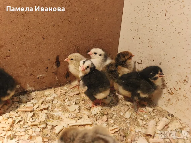 Новоизлюпени пиленца брама , снимка 2 - Патици и гъски - 55780370