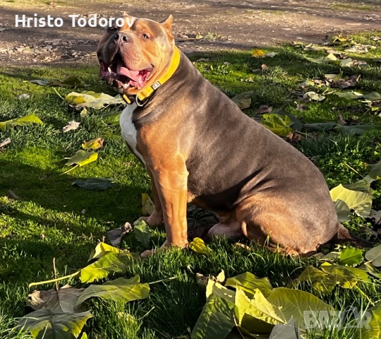 Американско були хл/Разплод, снимка 5 - Други - 52524746