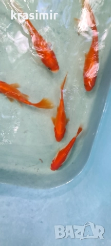 Езерни рибки комети, снимка 10 - Рибки - 51955813