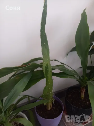 Фикус,бенджамин ,кактуси,юка,замиокулкас  и др.едри цветя, снимка 14 - Стайни растения - 45380559