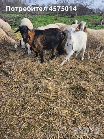 Кози , снимка 8 - Кози - 52624456