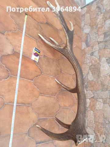 рога от благороден елен , снимка 8 - Декорация за дома - 53884072