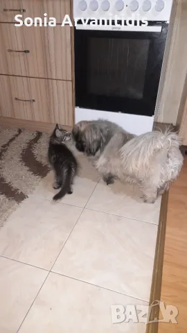 Коте на два месеца , снимка 3 - Други - 56251027