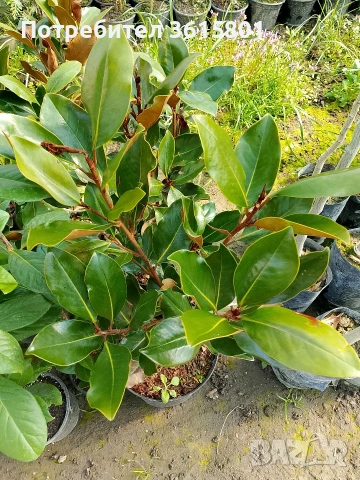 лавровишна , снимка 9 - Градински цветя и растения - 53971651