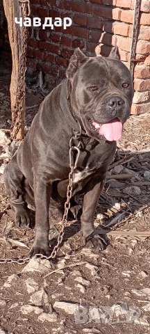 малки Кане Корсо , снимка 8 - Кане корсо - 52974140