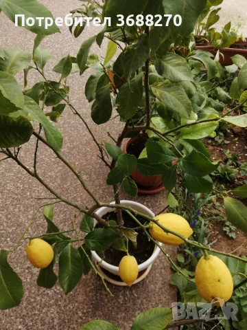 лимон. дръвче, снимка 3 - Разсади - 51416362