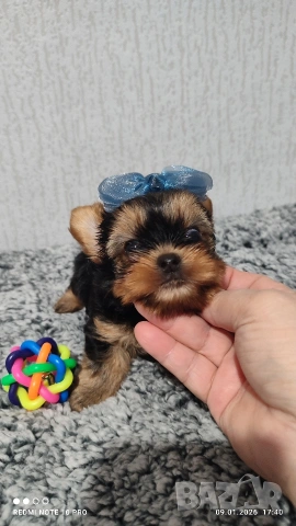 Мини йоркширски териер , снимка 5 - Йоркширски териер - 53051089