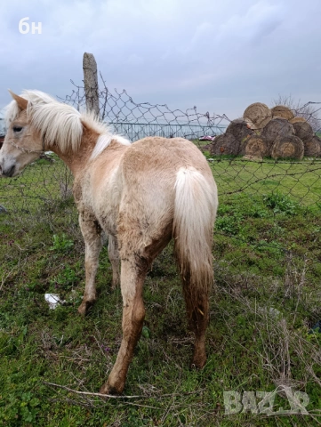 Хафлингер мъжко конче, снимка 4 - Коне - 53971554