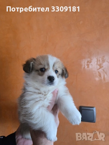 Уелско Корги , снимка 3 - Други - 54006724