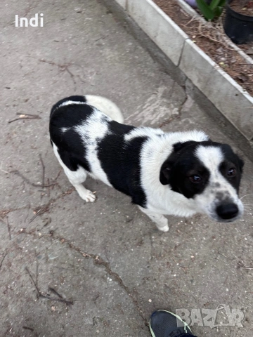 Подарявам женско куче на година