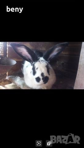 Продавам зайци за разплод и за клане