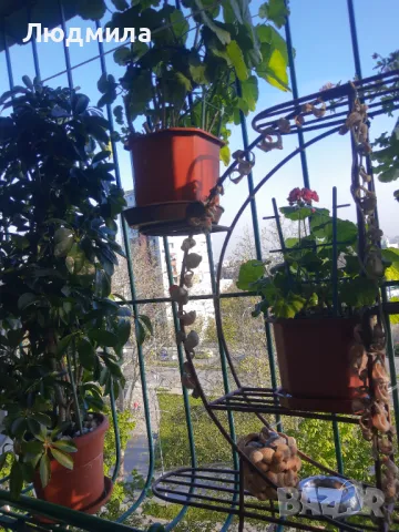 Цветарник,ковано желязо на няколко нива,грундиран и боядисан , снимка 4 - Градински мебели, декорация  - 50096264