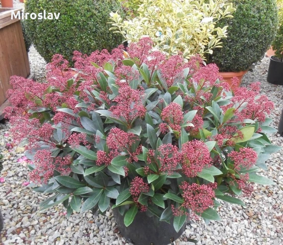 Скимия-Японски люляк, снимка 2 - Градински цветя и растения - 53878406