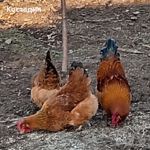 Разплодни яйца 