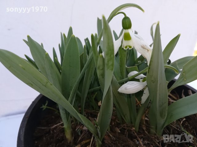 КОКИЧЕНЦА-ГРЪМ В САКЦИЯ 1902240804, снимка 10 - Градински цветя и растения - 44363362