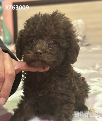 Пудел той, снимка 2 - Пудели - 54309746