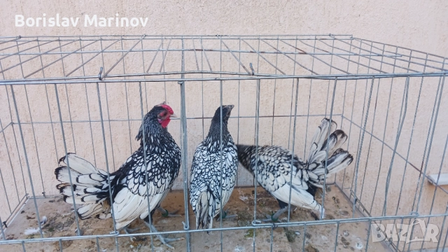 Продавам зибрайт, снимка 4 - други­ - 52341103