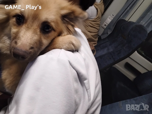 Немски шпиц за продажба спешно!!!, снимка 5 - Други - 52830583