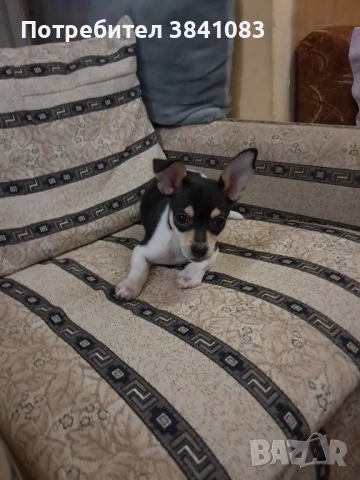 Чихупинчер на 3 месеца , снимка 2 - Чихуахуа - 53998678